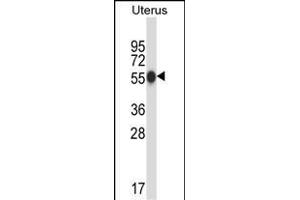 CPO Antibody (N-term) (ABIN658016 and ABIN2846954) western blot analysis in human normal Uterus tissue lysates (35 μg/lane).