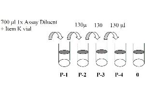 This picture shows the preparation of the positive control. (STAT1 ELISA Kit)