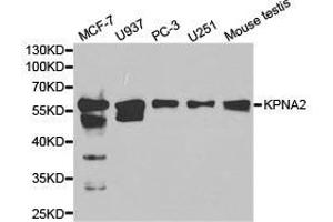 Western Blotting (WB) image for anti-Karyopherin alpha 2 (RAG Cohort 1, Importin alpha 1) (KPNA2) antibody (ABIN1873457) (KPNA2 Antikörper)