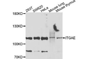 Western blot analysis of extracts of various cell lines, using ITGAE antibody.