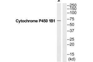 Western blot analysis of extracts from Jurkat cells, using CP1B1 antibody. (CYP1B1 Antikörper  (C-Term))