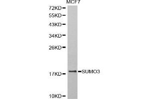 Western blot analysis of extracts of MCF-7 cells, using SUMO3 antibody (ABIN5971585) at 1:800 dilution. (SUMO3 Antikörper)