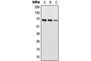 Western blot analysis of ORC2 expression in HEK293T (A), Raw264. (ORC2 Antikörper  (Center))
