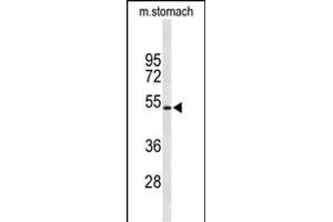 Western blot analysis of KCNJ11 Antibody (N-term) (ABIN653157 and ABIN2842725) in mouse stomach tissue lysates (35 μg/lane). (KCNJ11 Antikörper  (N-Term))