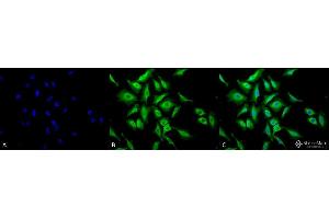 Immunocytochemistry/Immunofluorescence analysis using Chicken Anti-Hsp70 Polyclonal Antibody . (HSP70 Antikörper  (HRP))