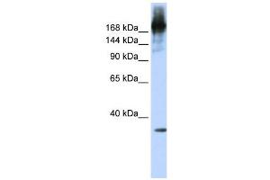 WB Suggested Anti-PRPF8  Antibody Titration: 0. (PRPF8 Antikörper  (N-Term))