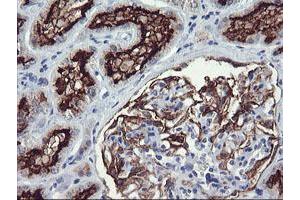 Immunohistochemical staining of paraffin-embedded Human Kidney tissue using anti-RGS16 mouse monoclonal antibody. (RGS16 Antikörper)