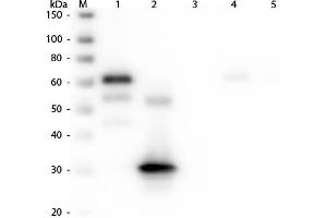 Western Blot of Anti-Chicken IgG F(c) (RABBIT) Antibody . (Kaninchen anti-Huhn IgG (Fc Region) Antikörper (FITC) - Preadsorbed)