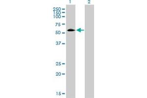 Western Blot analysis of CD33 expression in transfected 293T cell line by CD33 monoclonal antibody (M01), clone 2D12-G4.