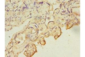 Immunohistochemistry of paraffin-embedded human placenta tissue using ABIN7146710 at dilution of 1:100 (CA13 Antikörper  (AA 1-262))
