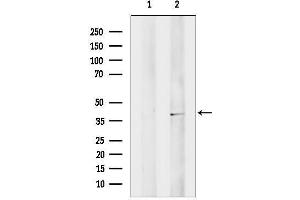 Western blot analysis of lysates from MCF7, using MAG Antibody.