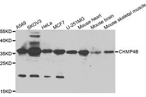 Western blot analysis of extracts of various cell lines, using CHMP4B antibody (ABIN5975521) at 1/1000 dilution. (CHMP4B Antikörper)