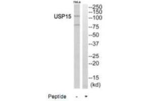 Western blot analysis of extracts from HeLa cells, using USP15 antibody. (USP15 Antikörper  (N-Term))