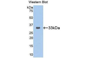 Western Blotting (WB) image for anti-GRB2-Related Adaptor Protein 2 (GRAP2) (AA 77-325) antibody (ABIN1859064) (GRAP2 Antikörper  (AA 77-325))