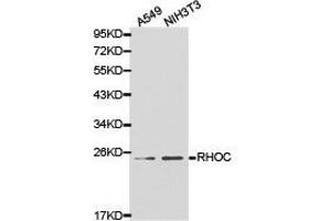 Western Blotting (WB) image for anti-Ras Homolog Gene Family, Member C (RHOC) antibody (ABIN1874605) (RHOC Antikörper)