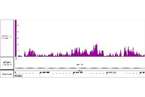 Histone H3K27me2 antibody (pAb) tested by ChIP-Seq.