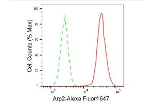 Flow cytometric analysis of Arp2 expression in C2C12 cells using Arp2 antibody (ABIN7797452), 1:2,000).