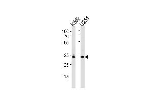 TBP Antibody (Center) (ABIN390631 and ABIN2840935) western blot analysis in K562, cell line lysates (35 μg/lane). (TBP Antikörper  (AA 210-239))