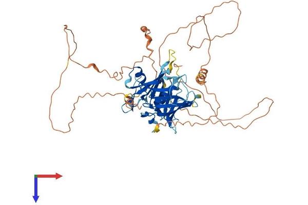 TULP1 Protein (AA 1-543) (His tag)