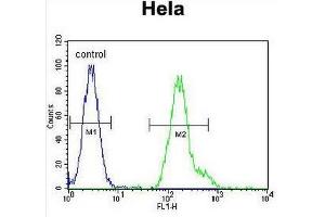 CEBPA Antibody (C-term) flow cytometric analysis of Hela cells (right histogram) compared to a negative control cell (left histogram). (CEBPA Antikörper  (C-Term))