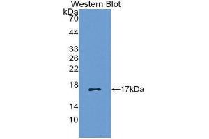 Western Blotting (WB) image for anti-Chemokine (C-C Motif) Ligand 5 (CCL5) (AA 24-91) antibody (ABIN1172324) (CCL5 Antikörper  (AA 24-91))