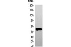 Western blot analysis of over-expressed FLAG-tagged protein in 293T cell lysate.
