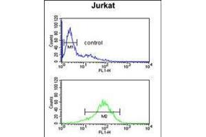Flow cytometric analysis of Jurkat cells (bottom histogram) compared to a negative control cell (top histogram). (ANKRD49 Antikörper  (AA 80-109))