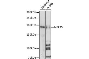 Western blot analysis of extracts of various cell lines, using NF antibody (ABIN7268975) at 1:1000 dilution. (NFAT5 Antikörper  (C-Term))