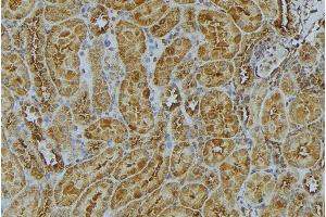 ABIN6272988 at 1/100 staining Mouse kidney tissue by IHC-P. (ATP5F1 Antikörper  (Internal Region))