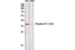 Western Blot (WB) analysis of specific cells using Phospho-AP-1 (T93) Polyclonal Antibody. (C-JUN Antikörper  (pThr93))