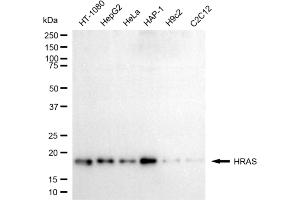 Western blotting analysis using HRAS antibody (ABIN7799000). (HRAS Antikörper)