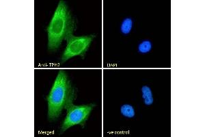 (ABIN185533) Immunofluorescence analysis of paraformaldehyde fixed U251 cells, permeabilized with 0. (Tryptophan Hydroxylase 2 Antikörper  (Internal Region))