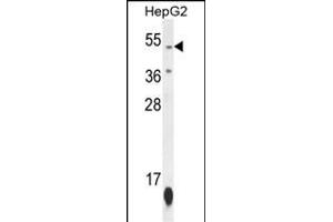 ZN Antibody (N-term) (ABIN654506 and ABIN2844235) western blot analysis in HepG2 cell line lysates (35 μg/lane). (ZNF566 Antikörper  (N-Term))