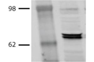 Western Blot analysis of Bovine MDBK cell lysates showing detection of Hsp70 protein using Mouse Anti-Hsp70 Monoclonal Antibody, Clone BB70 (ABIN361709 and ABIN361710). (HSP70/HSC70 Antikörper)