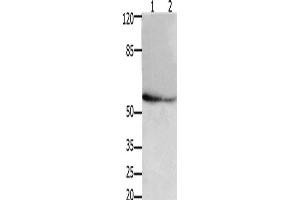 Western Blotting (WB) image for anti-Apoptosis Inhibitor 5 (API5) antibody (ABIN2426083) (Apoptosis Inhibitor 5 Antikörper)