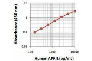 ELISA image for anti-Tumor Necrosis Factor (Ligand) Superfamily, Member 13 (TNFSF13) antibody (Biotin) (ABIN2660886)