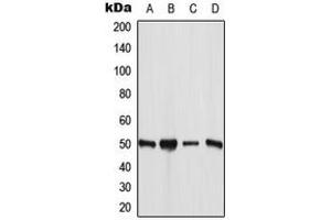 Western blot analysis of ANGPTL7 expression in MCF7 (A), HuvEc (B), mouse liver (C), rat liver (D) whole cell lysates. (ANGPTL7 Antikörper  (C-Term))