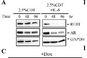 Western Blotting (WB) image for anti-Glyceraldehyde-3-Phosphate Dehydrogenase (GAPDH) antibody (ABIN2857072)