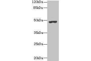 PSG3 Antikörper  (AA 35-310)