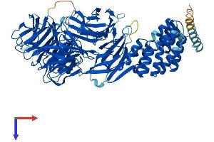IFT80 Protein (AA 1-777) (His tag)
