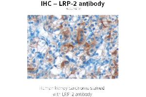 Image no. 1 for anti-Low Density Lipoprotein Receptor-Related Protein 2 (LRP2) (C-Term) antibody (ABIN489961) (LRP2 Antikörper  (C-Term))