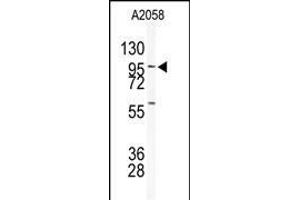 Western blot analysis of anti-USP5 Antibody (N-term) (ABIN1882150 and ABIN2839176) in  cell line lysates (35 μg/lane). (USP5 Antikörper  (N-Term))