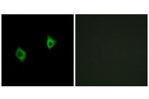 Immunofluorescence (IF) image for anti-Ribosomal Protein S9 (RPS9) (Internal Region) antibody (ABIN1850599) (RPS9 Antikörper  (Internal Region))