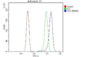 anti-Mitochondrial Calcium Uniporter (MCU) (AA 51-351) antibody