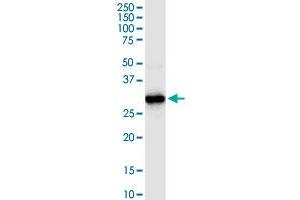 HADH MaxPab rabbit polyclonal antibody. (HADH Antikörper  (AA 1-314))