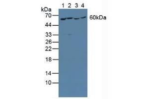Figure. (YARS Antikörper  (AA 2-528))