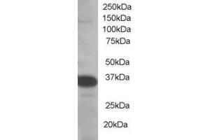 ABIN185204 staining (0. (SMUG1 Antikörper  (N-Term))