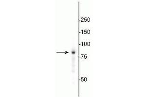 Western blot of HeLa cell lysate showing specific immunolabeling of the ~85 kDa EWS protein. (EWSR1 Antikörper)
