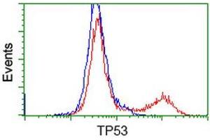 Image no. 7 for anti-Tumor Protein P53 (TP53) antibody (ABIN1499968) (p53 Antikörper)