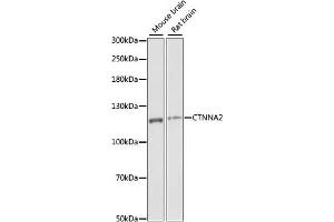 Western blot analysis of extracts of various cell lines, using CTNN antibody (ABIN7266134) at 1:1000 dilution. (CTNNA2 Antikörper  (AA 150-300))